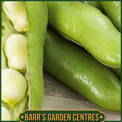 Johnsons - Broad Bean Bartek - 45 Seeds