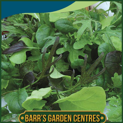Johnsons - Mixed Leaves Spectrum - 500 Seeds