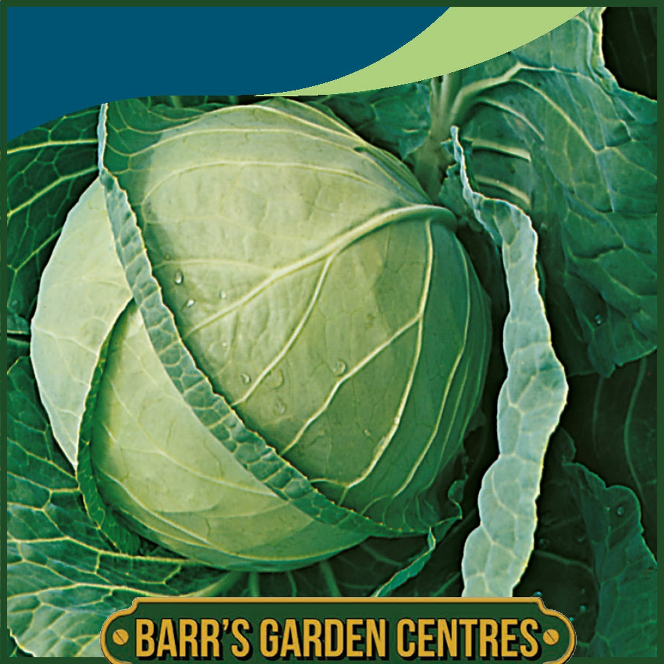 Johnsons - Cabbage Langedijk 4 - 350 Seeds
