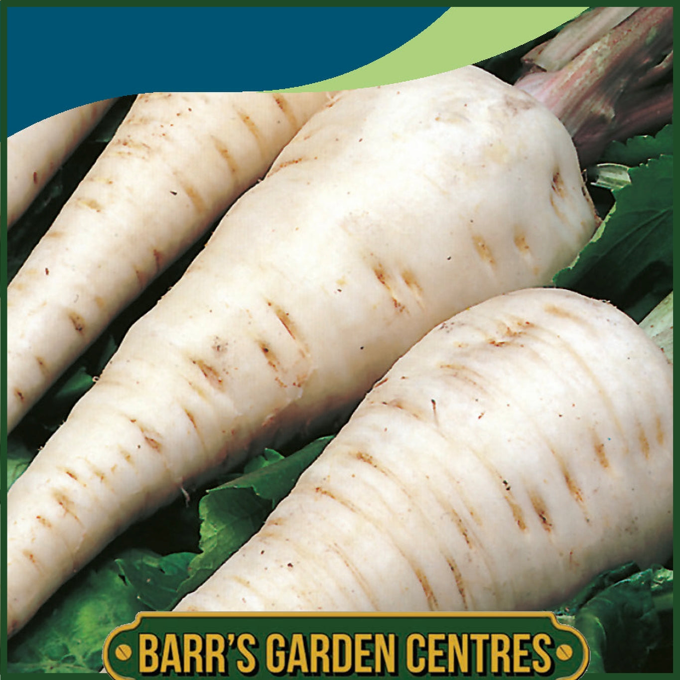 Johnsons - Parsnip White Gem - 500 Seeds