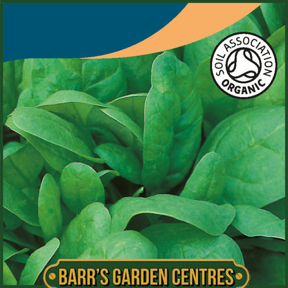 Johnsons - Organic Vegetable - Spinach Renegade F1 - 250 Seeds
