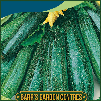 Johnsons - Courgette All Green Bush - 10 Seeds