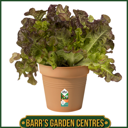 Elho Green Basics Growpot (Mild Terra)