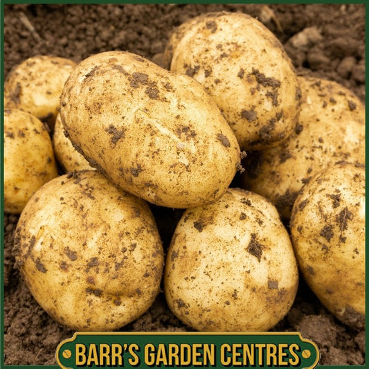Maris Peer Potatoes 2KG