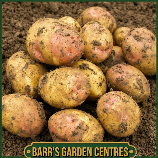 King Edward Potatoes 2KG