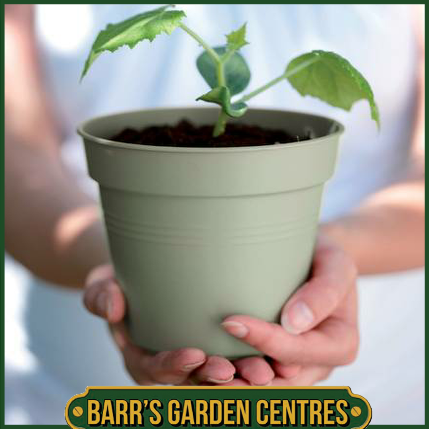Elho Green Basics Growpot (Stone Green)