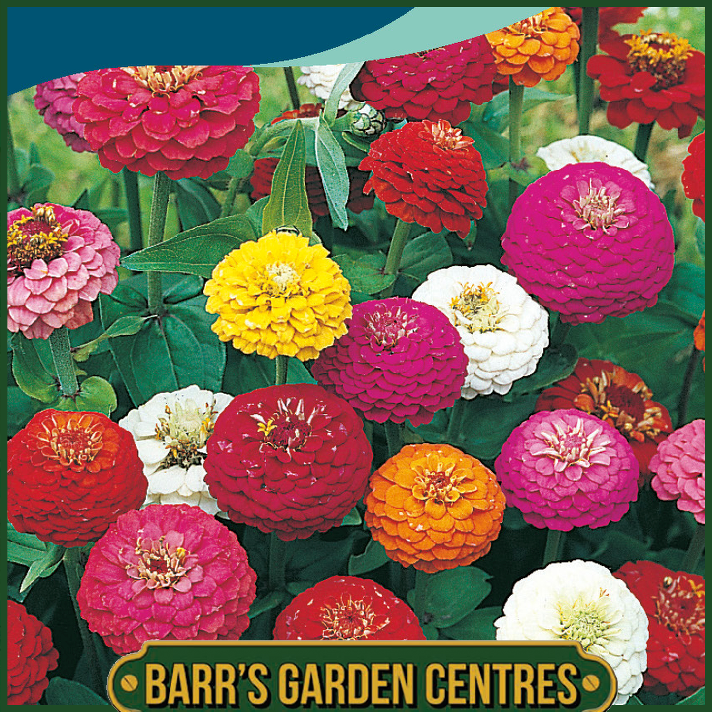 Johnsons - Zinnia Sprite Mix - 150 Seeds