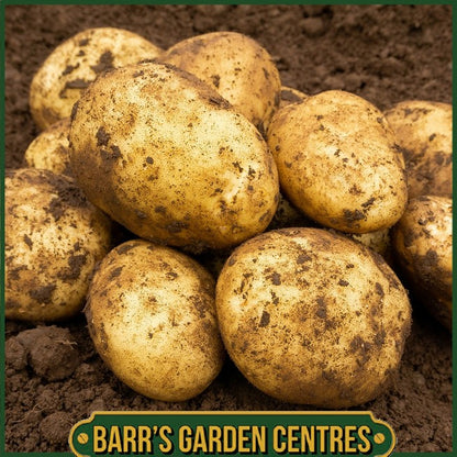 Maris Piper Potatoes 2KG