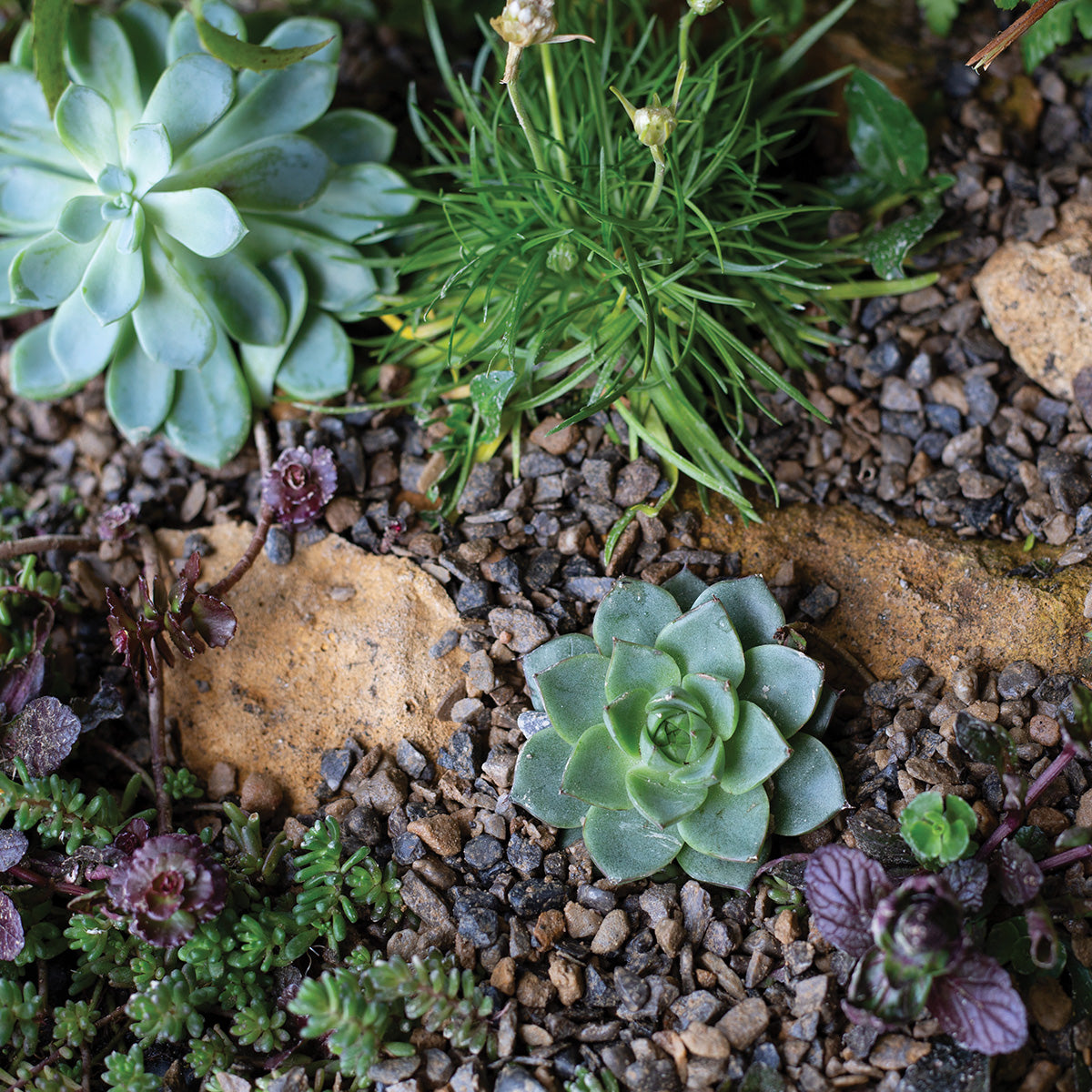 Horticultural Alpine Grit