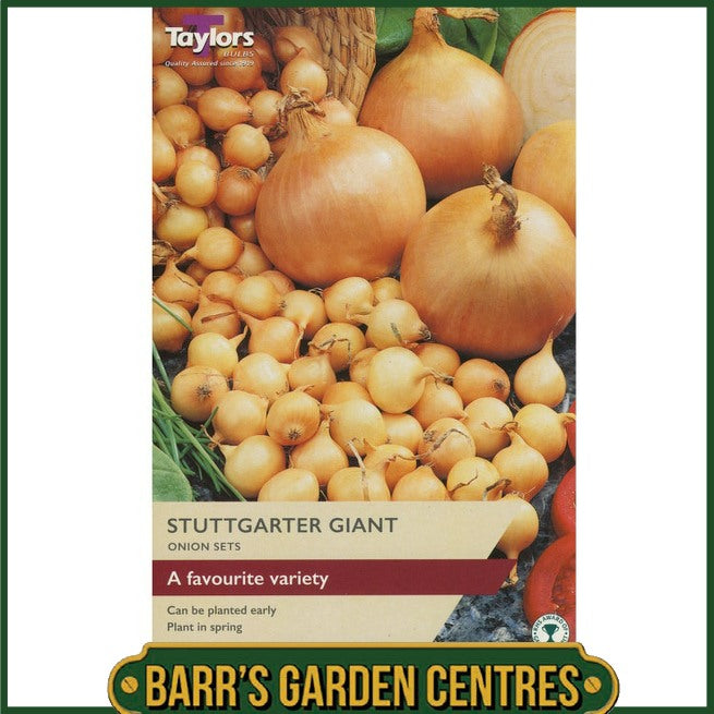 Stuttgarter Giant Onion 50 Pack