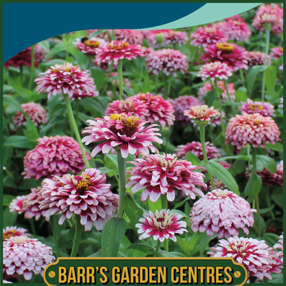 Johnsons - Zinnia Mazurkia - 50 Seeds