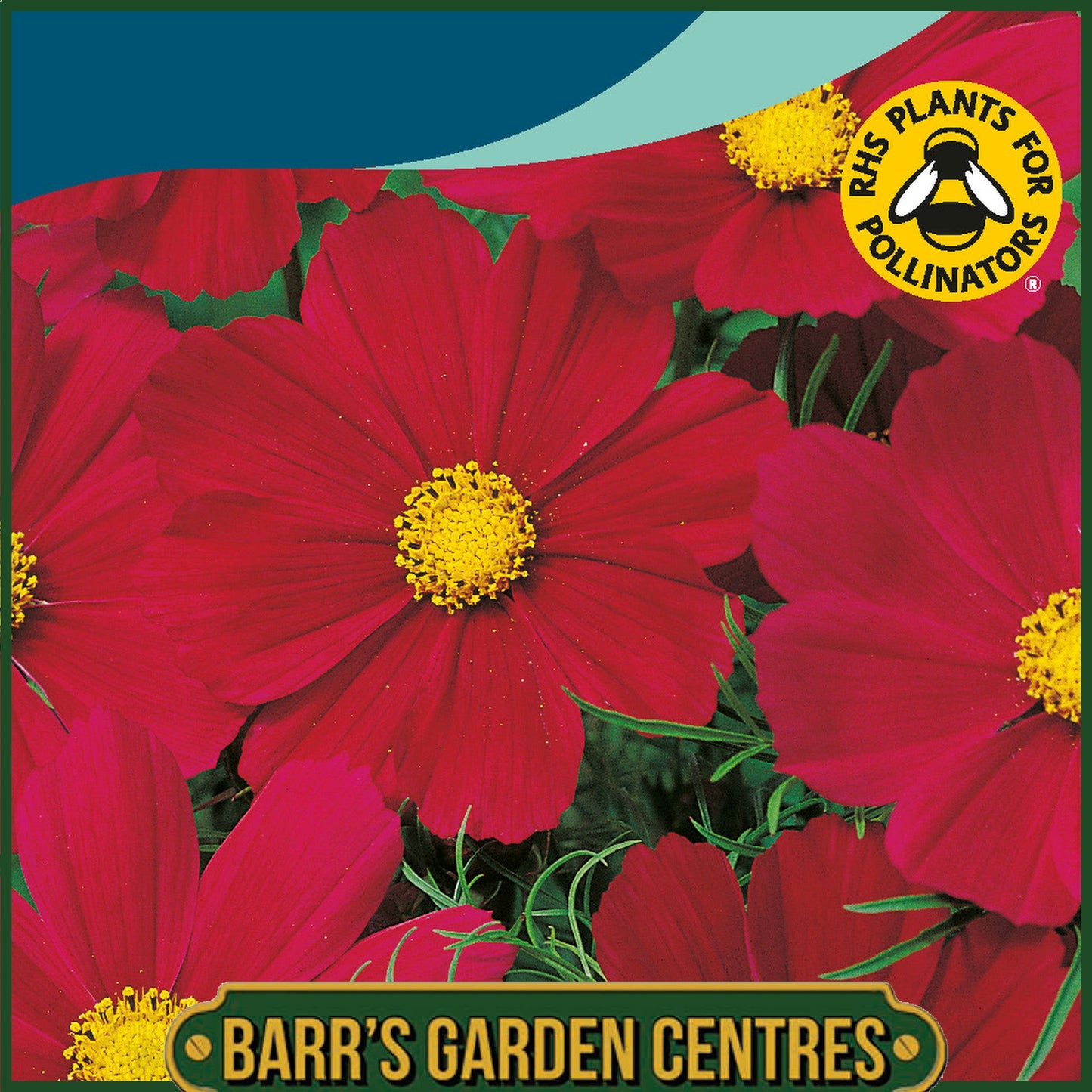 Johnsons - Cosmos Gazebo Red - 75 Seeds