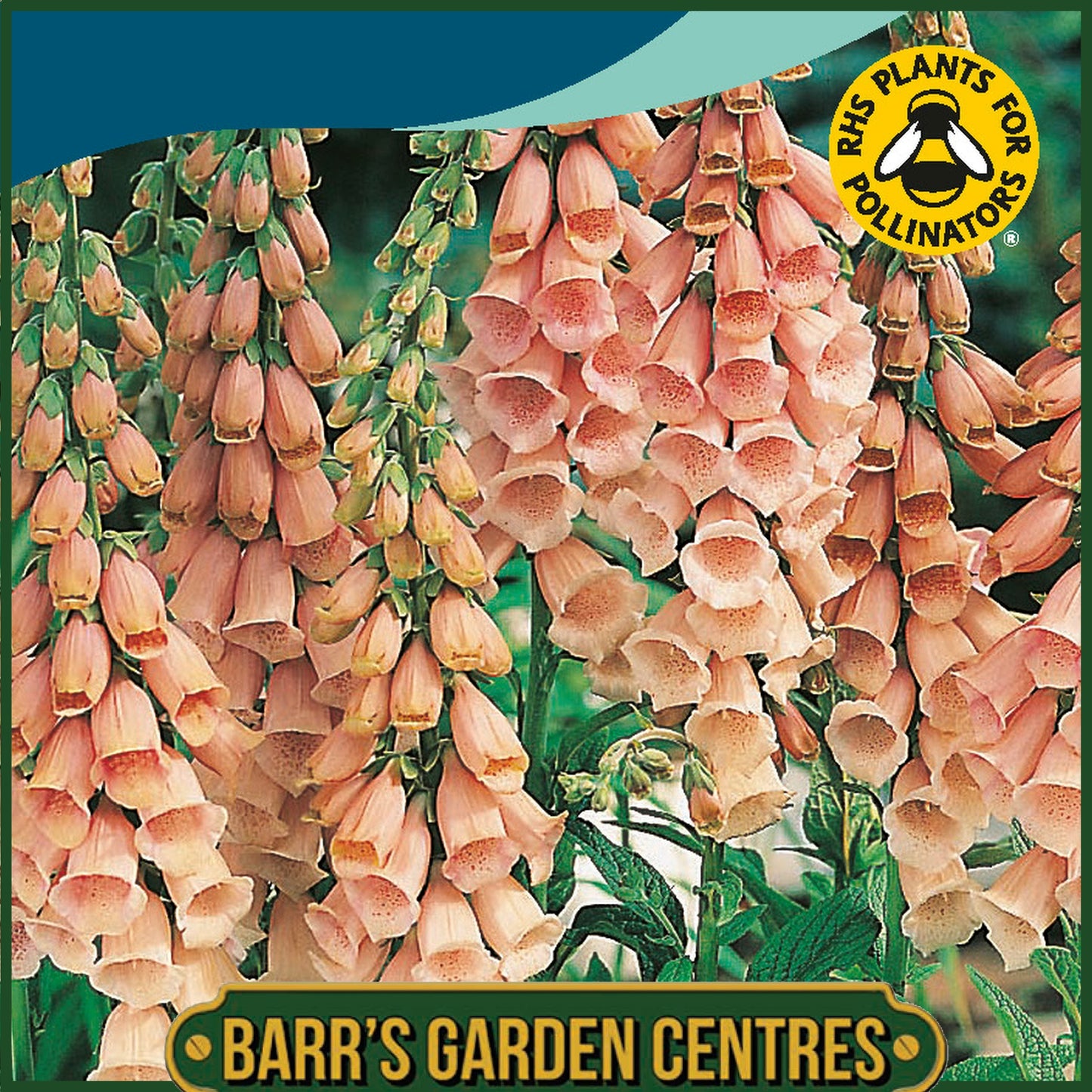 Johnsons - Foxglove Apricot Delight - 1000 Seeds