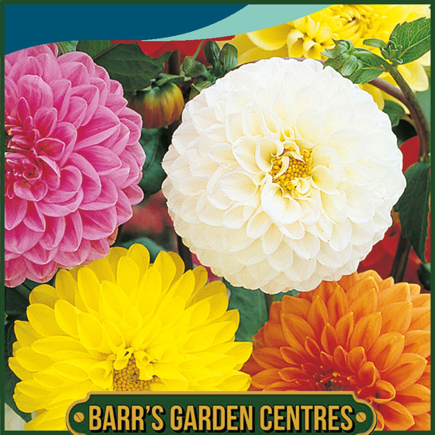 Johnsons - Dahlia Showpiece Mix - 40 Seeds