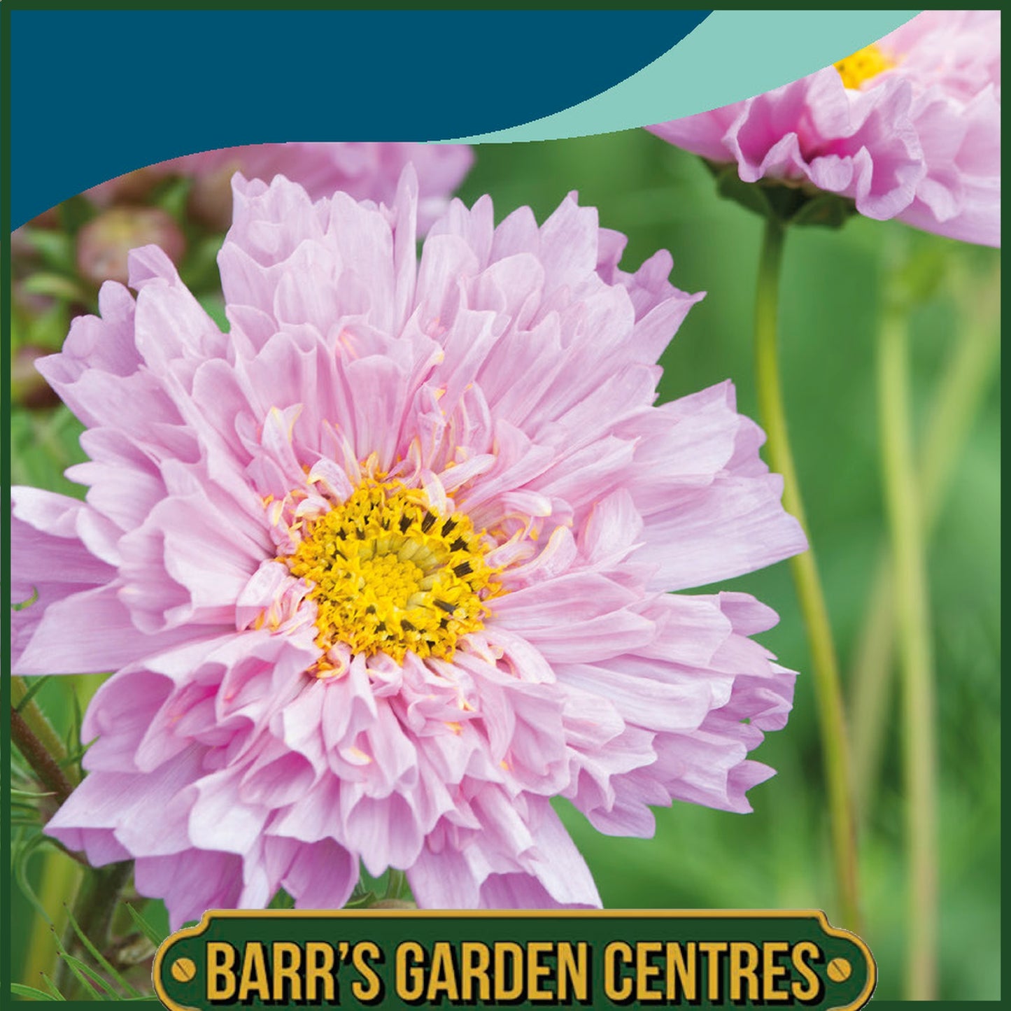 Johnsons - Cosmos Double Dutch Rose - 50 Seeds