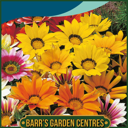 Johnsons - Gazania Sunshine Mix - 25 Seeds