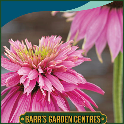 Johnsons - Echinacea Paradiso Super - Duper - 10 Seeds