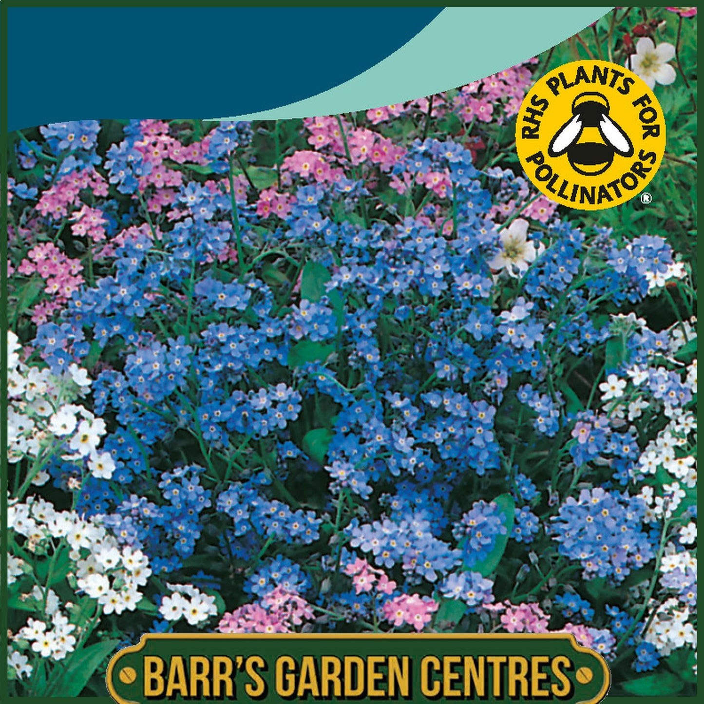 Johnsons - Forget Me Not Mixture - 300 Seeds