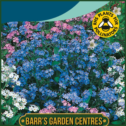 Johnsons - Forget Me Not Mixture - 300 Seeds