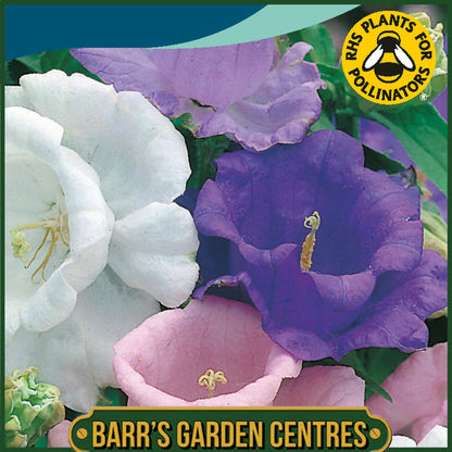 Johnsons - Canterbury Bells Cup & Saucer Mix - 600 Seeds