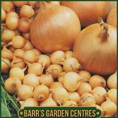 Stuttgarter Giant Onion 50 Pack