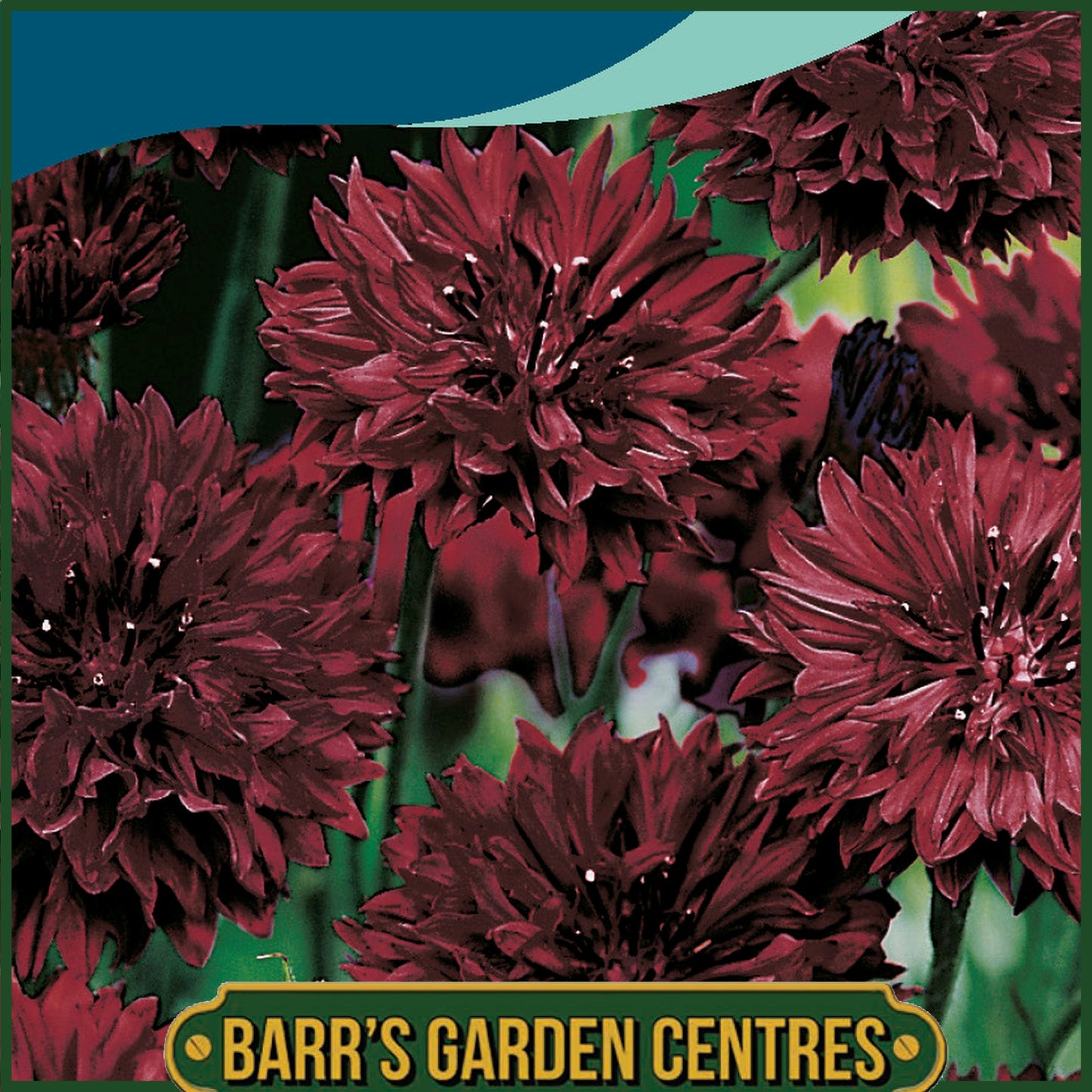 Johnsons - Cornflower Double Black - 250 Seeds