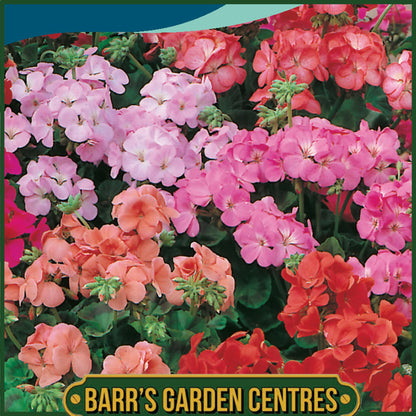 Johnsons - Geranium Special Multiflora Mix F1 - 10 Seeds