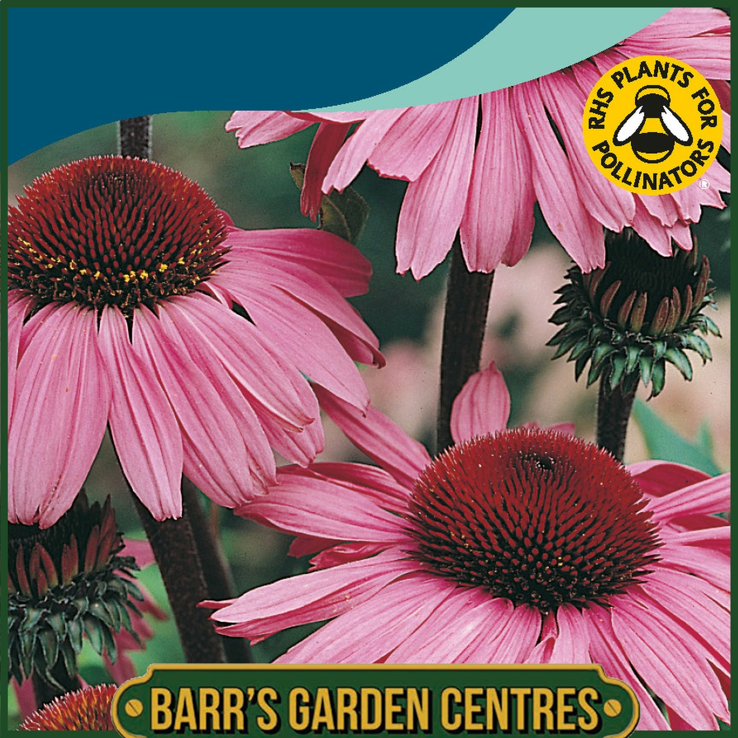 Johnsons - Echinacea Bravado - 50 Seeds