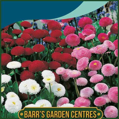 Johnsons - Daisy Pomponette Mix - 250 Seeds