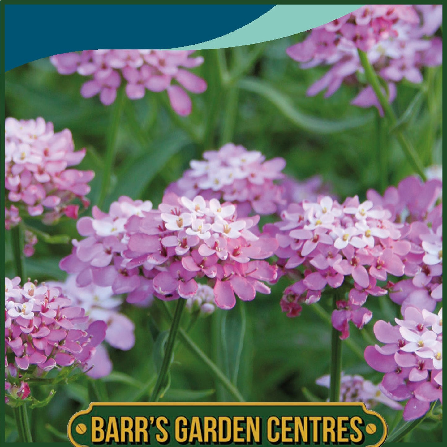 Johnsons - Candytuft Pink - 500 Seeds
