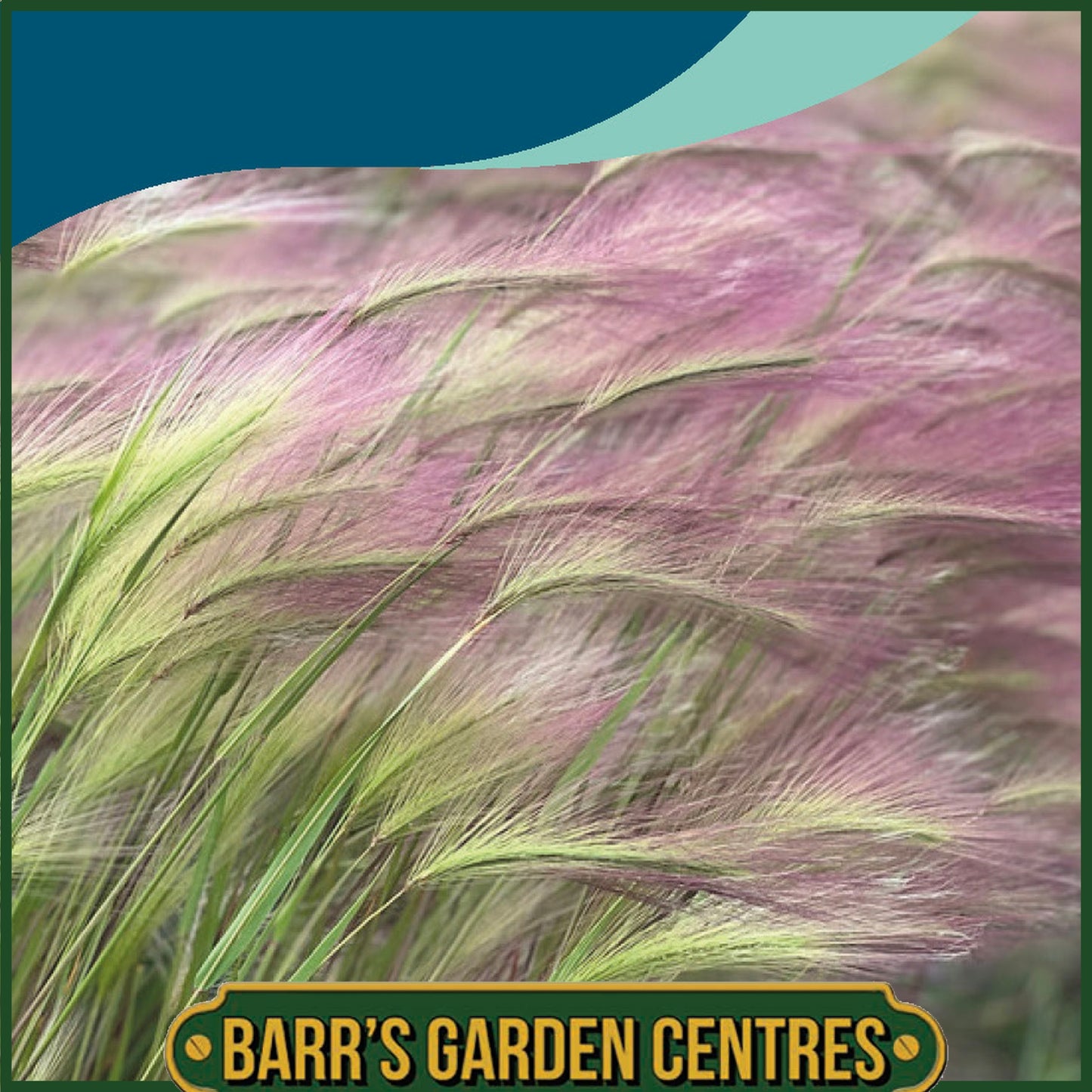 Johnsons - Grass Hordeum Ricky - 20 Seeds