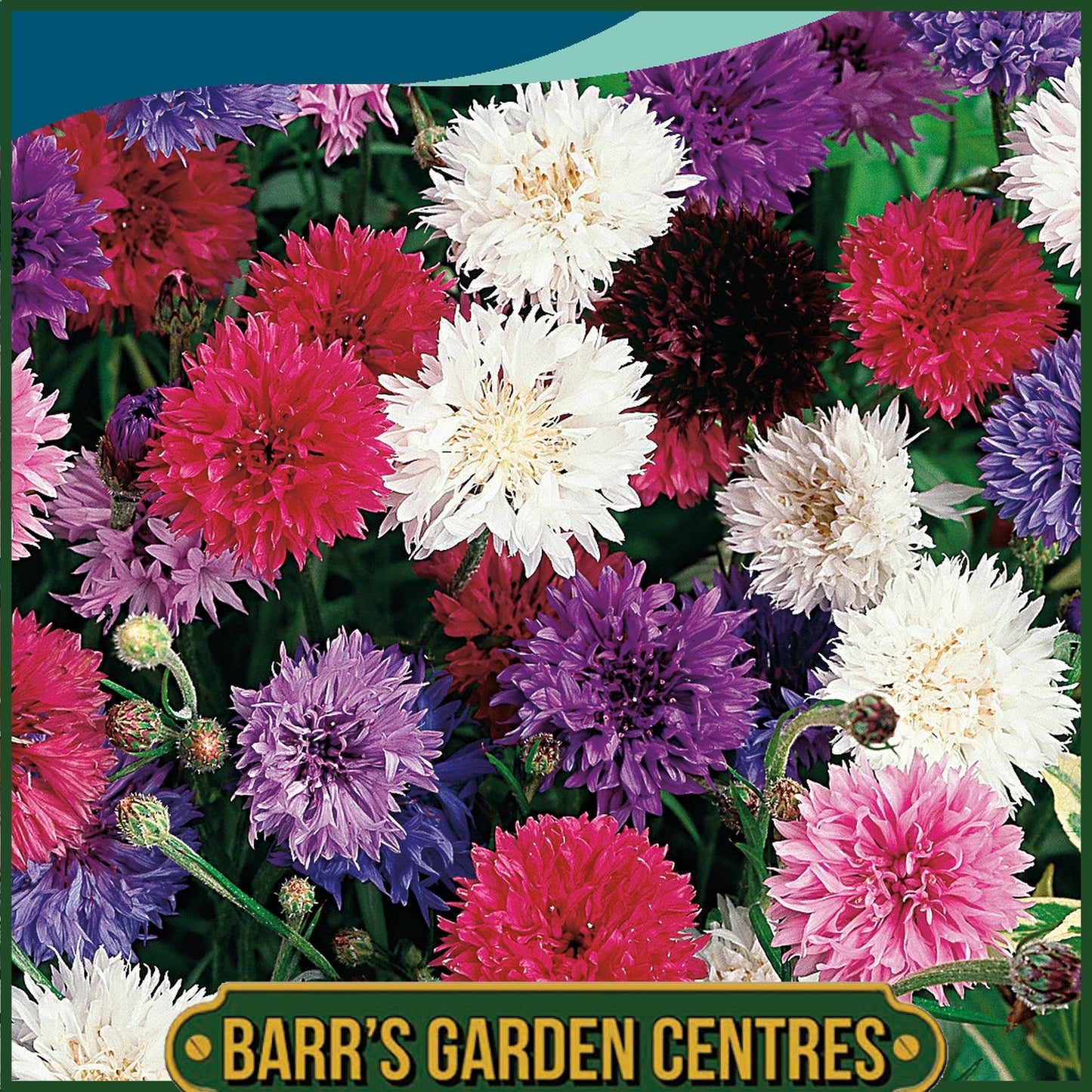 Johnsons - Cornflower Midget Mix - 150 Seeds