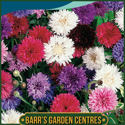 Johnsons - Cornflower Midget Mix - 150 Seeds
