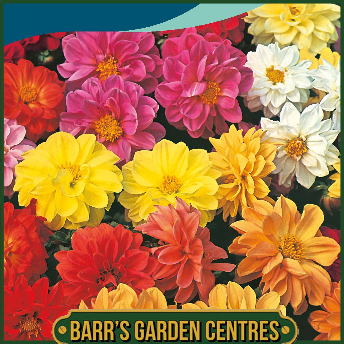 Johnsons - Dahlia Dwarf Double Mix - 50 Seeds