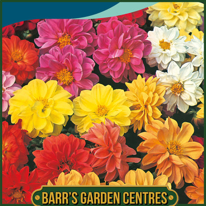 Johnsons - Dahlia Dwarf Double Mix - 50 Seeds