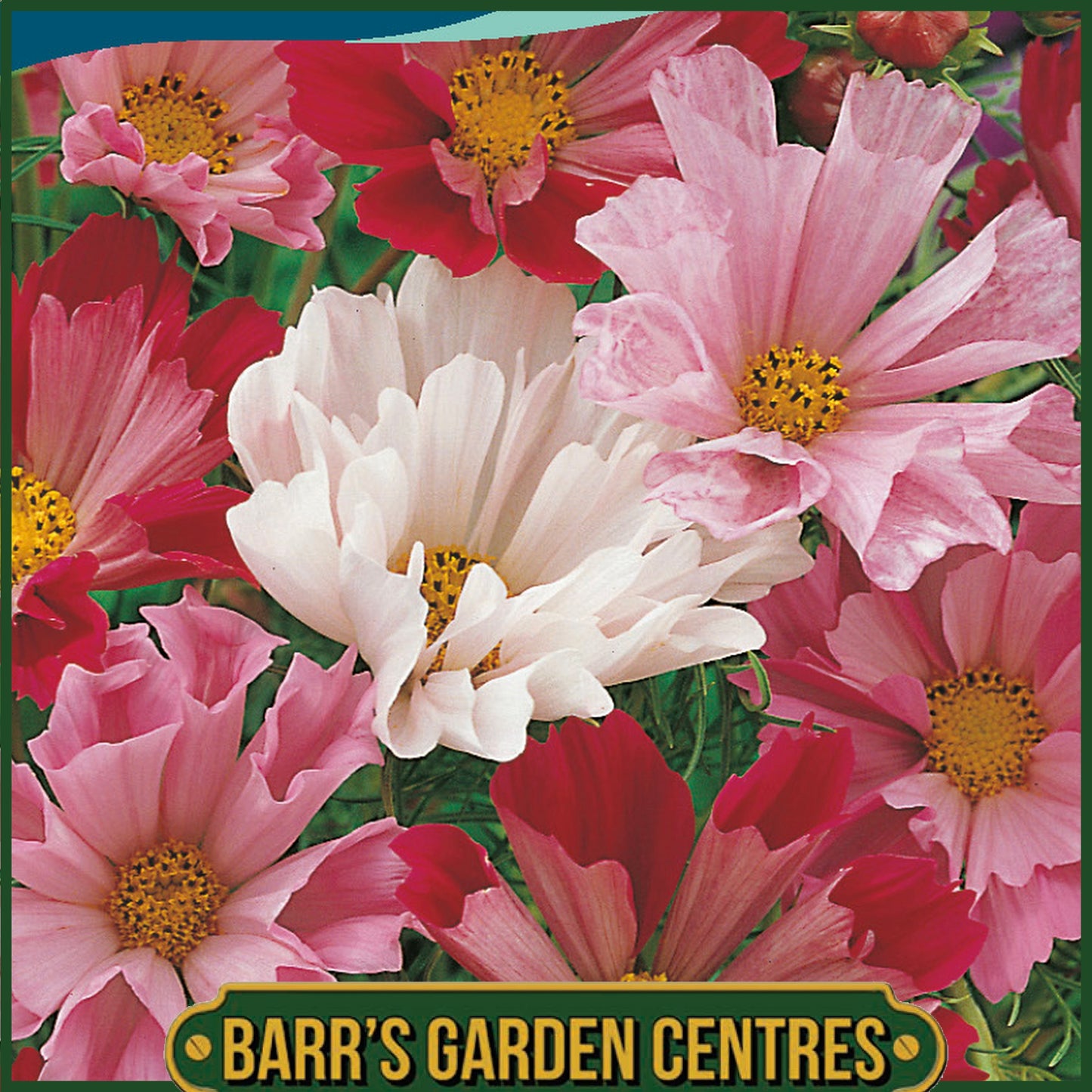 Johnsons - Cosmos Sea Shells Mix - 100 Seeds