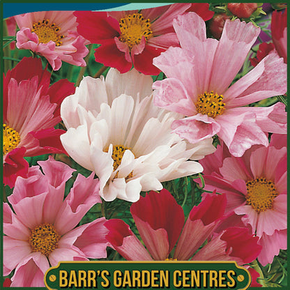 Johnsons - Cosmos Sea Shells Mix - 100 Seeds
