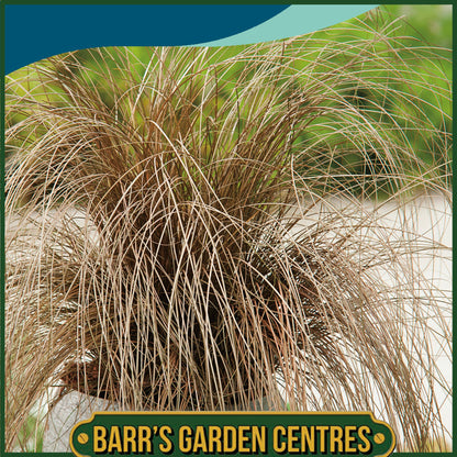 Johnsons - Grass Carex Comans Bronze - 40 Seeds