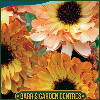 Johnsons - Calendula Sunset Buff - 100 Seeds