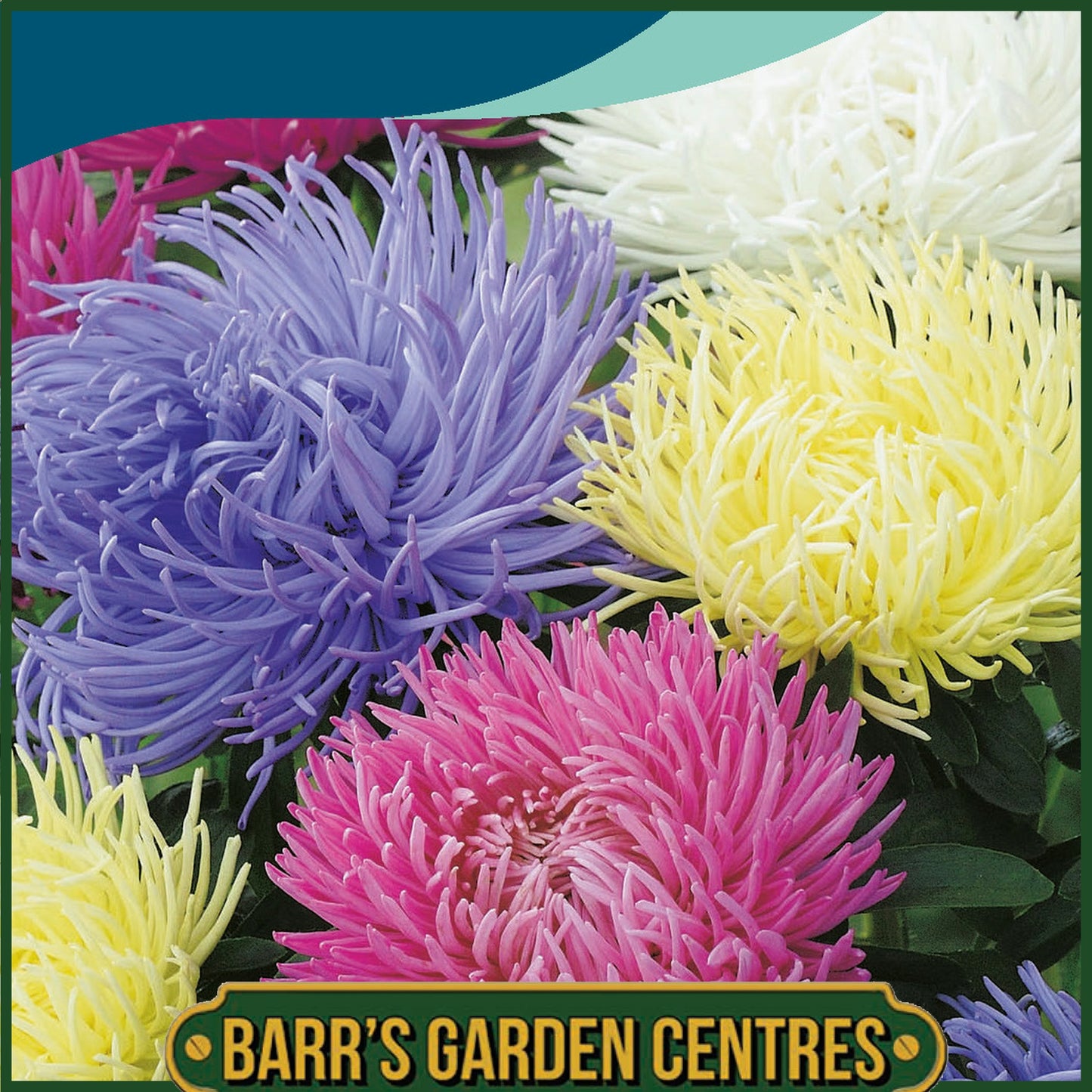 Johnsons - Aster Playtime - 150 Seeds
