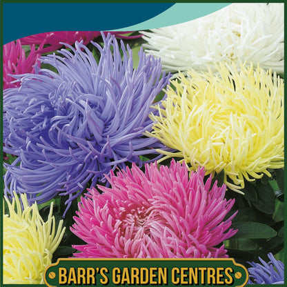 Johnsons - Aster Playtime - 150 Seeds