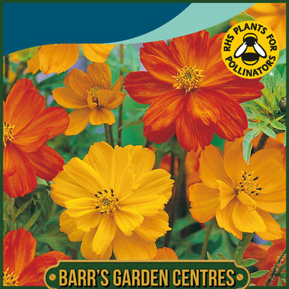 Johnsons - Cosmos Ladybird Mix - 50 Seeds