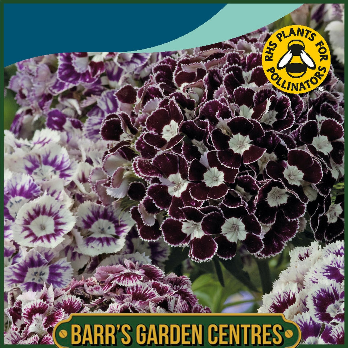 Johnsons - Dianthus Hollandia Purple Crown - 100 Seeds