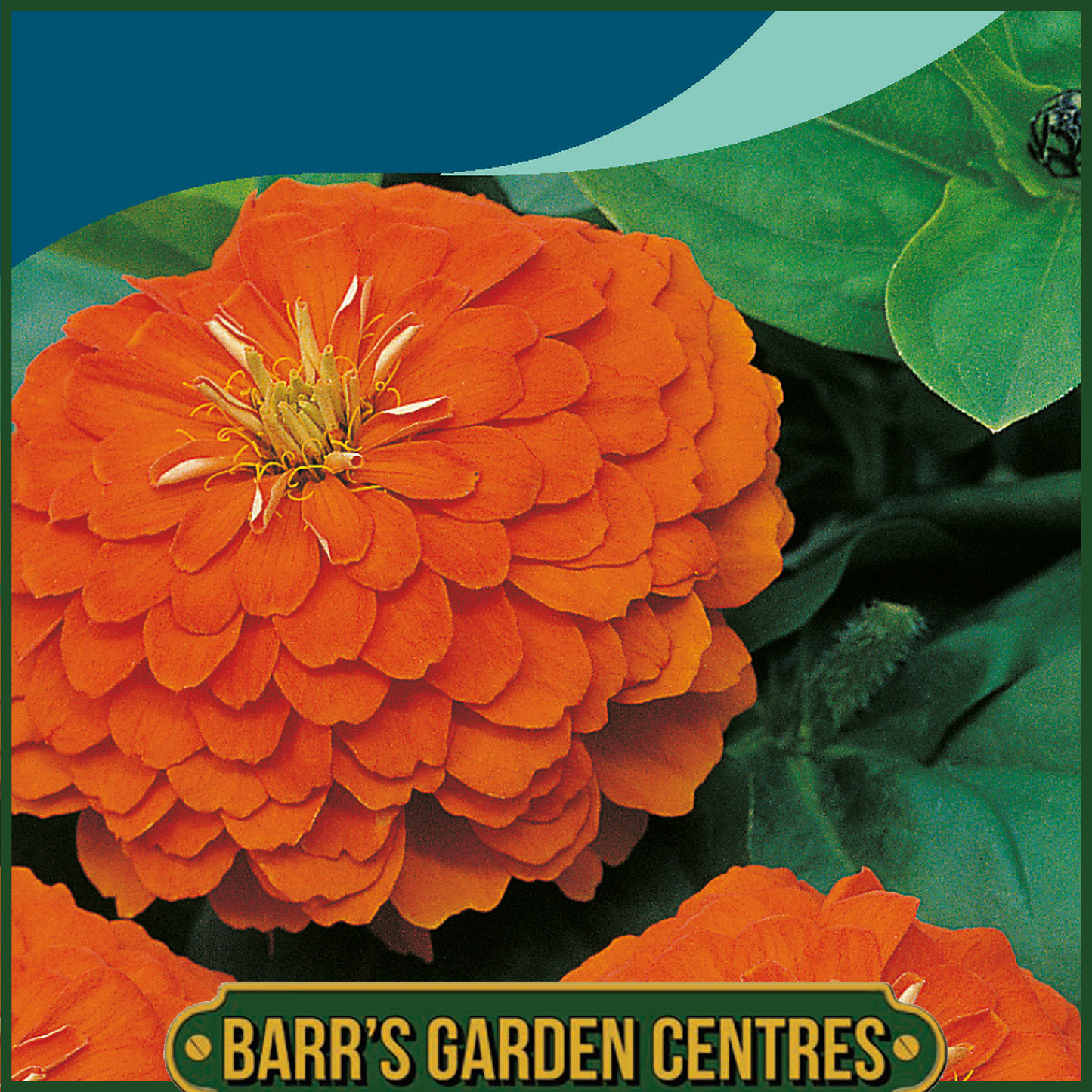 Johnsons - Zinnia Orange King - 100 Seeds