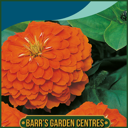 Johnsons - Zinnia Orange King - 100 Seeds