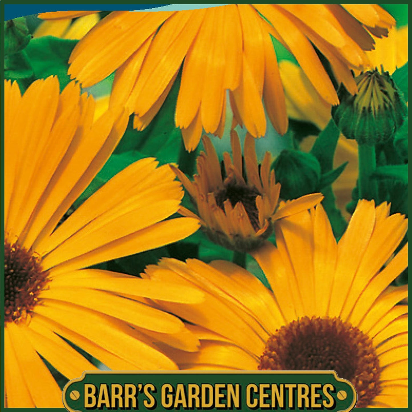 Johnsons - Calendula Pot Marigold Nova - 200 Seeds