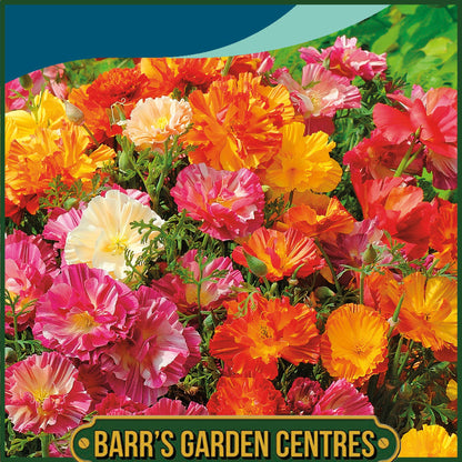 Johnsons - California Poppy Double Mix - 450 Seeds
