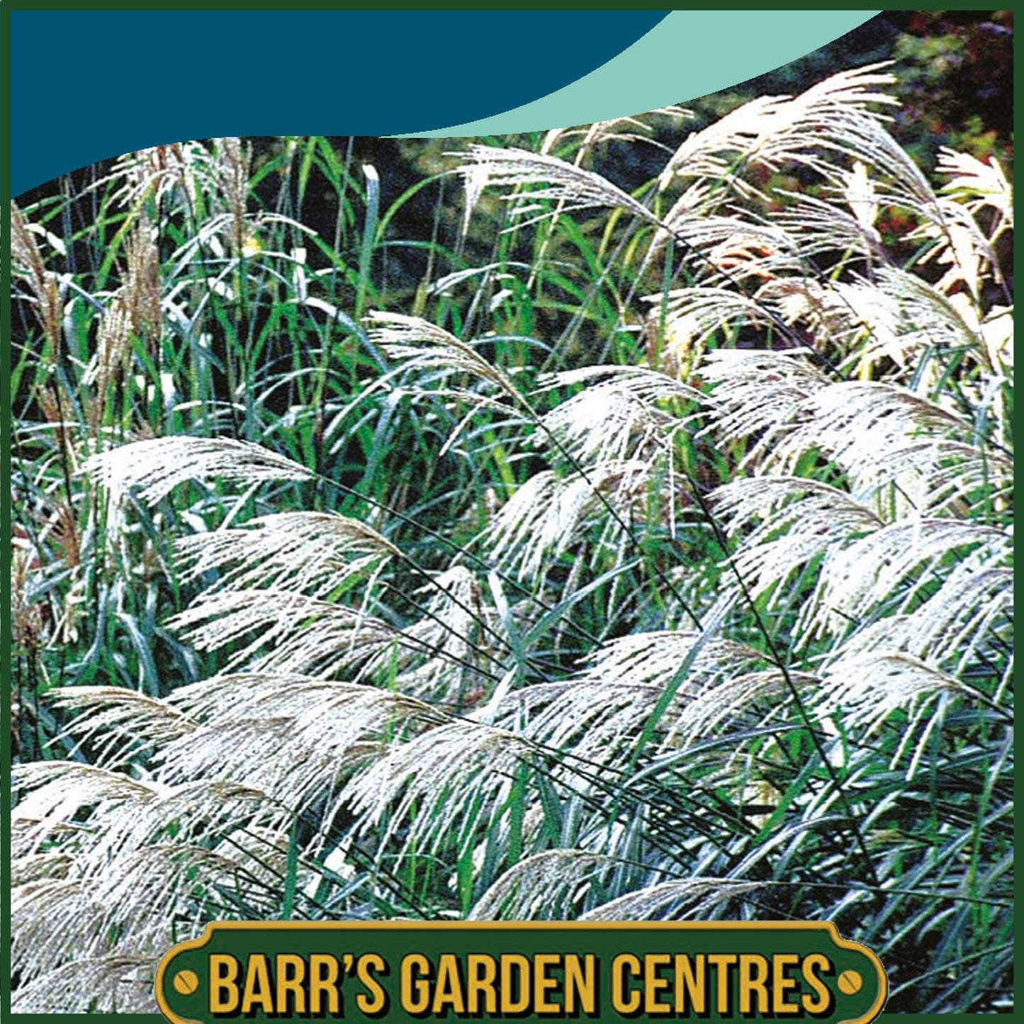 Johnsons - Grass Miscanthus Sinensis - 50 Seeds