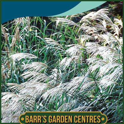 Johnsons - Grass Miscanthus Sinensis - 50 Seeds