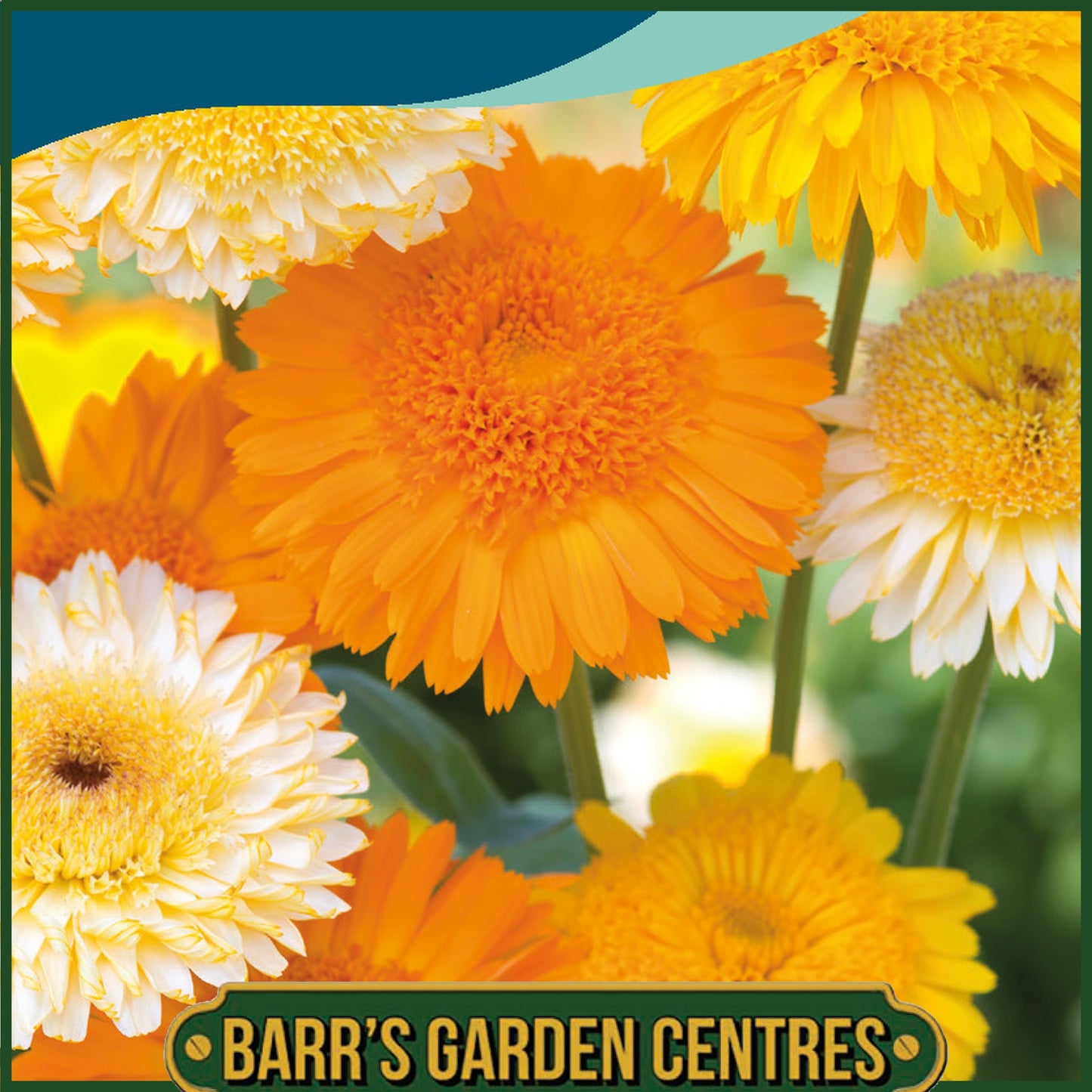 Johnsons - Calendula Kinglet Mix - 100 Seeds